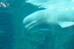 A Beluga Whale at Mystic Acquarium