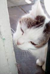 A new Keith Cam Live fan