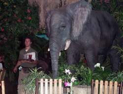 Lunch at the Rainforest Cafe