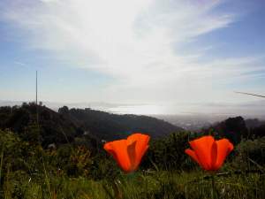 Poppies, and the Bay