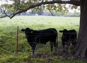 Bulls by the side of the baseball park. They didn't seem to like having their photo taken.