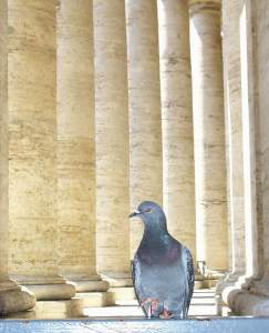 A pigeon poses for the camera in the depths of the columns.