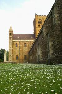 The daisies and the Abbey