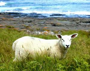 Baaaaaaaa. Actually, it's more of a "Naaaaaaaa", but maybe they have a Geordie accent.