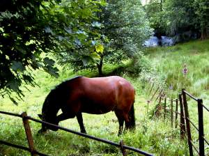 The horse that galloped along with me for the length of a field.