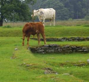 The remains of the Roman fort, now garrisoned by cows!
