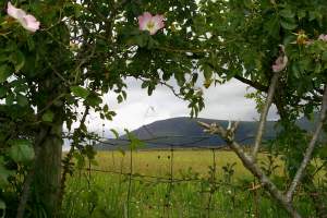 A photo through a hedgerow, showing the daisies and the mountains.