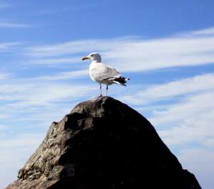 A seagull on a rock, a propos of nothing :)