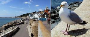 The view from the Cob - and the seagull eyeing my sandwich.