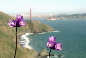 Spring flowers.