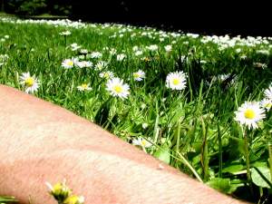 Sunday with the daisies