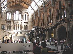 The main hall at the Museum of Natural History