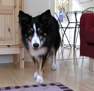 My sister's crazy dog, Kim, in a comparitively mild mood