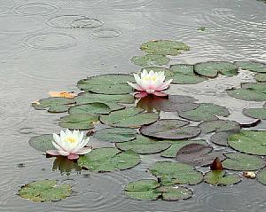 Water lilies in a brief rain shower.
