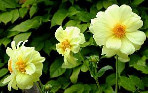 More flowers