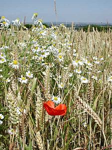 A lone poppie amidst a field of corn and daisies