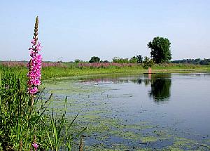 Sudbury River, bordered by the distinctive purple flowers you seem to see everywhere here at this time of year.