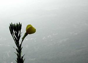 It was too hazy to take good photographs of the mountainscape around me, so I took this shot of one of the
many mountain flowers that bloom in the sub-alpine climate, set against the distant backdrop.