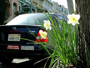 San Francisco Still Life: "Springtime and Antiwar Slogans"