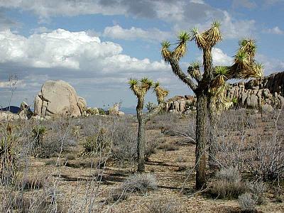 Joshua Trees
