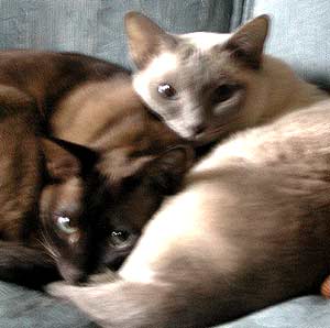 My host has a pair of beautiful siamese cats (I resisted the
opportunity of calling them twins), which snuggled together on the sofa.