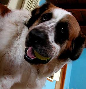 One of  said beautiful dogs with a ball in her goofy mouth