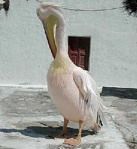 A pelican in Mykonos - the symbol of the island
